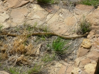 Bull Snake